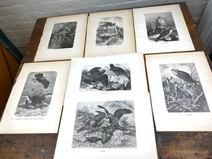 7 Auténticas AVES RAPACES 1885 ~ Águilas, Águilas, Águilas, Cometas, Trinidad Chupador de Cabras - Imagen 1 de 8