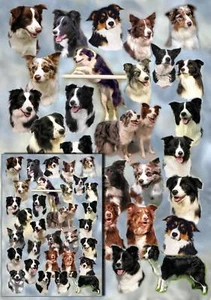 Border Collie Dog Gift Wrapping Paper By Starprint - One sheet plus gift card - Picture 1 of 1