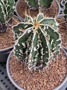 2 pezzi Astrophytum ornatum cv. Fukuryu Rara crescita di semina di cactus 2-3 cm - Foto 1 di 6