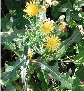 FRISCHE SAMEN ~ Wilder stacheliger Salat Lactuca Serriola medizinisch ~ Kompass pflanzlich essbar - Bild 1 von 9