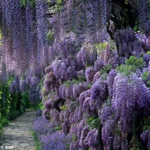 10 Chinese Wisteria Tree Seeds - Picture 1 of 2