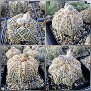 100 Semillas Astrophytum Asterias - Imagen 1 de 3