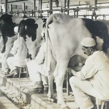New Jersey Modern Dairy Milking Cows Factory Industry Workers Stereoview A172