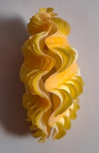 Sea shell bivalvia squamos 124mm, gem, BIG size, very nice colored body,superb - Picture 1 of 4