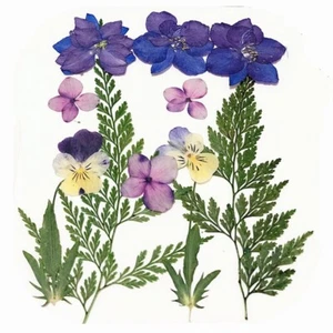 12PCS Real Pressed Dry Flower collection, leaves Flowers as picture FHT501 - Picture 1 of 4