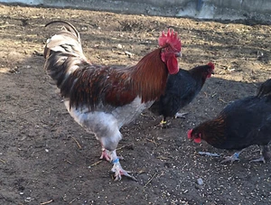 10 Eier von Marans Hühnern blaukupfer u. schwarzkupfer Bruteier - Bild 1 von 5