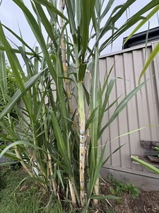 2 X Sugar Cane Plant Cut Cutting Sweet Juicy Garden Sugarcane - Picture 1 of 5