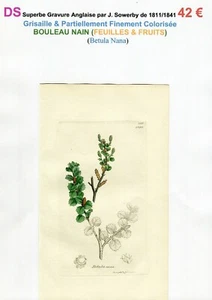 XIX ème - BOULEAU NAIN (Betula Nana) Feuilles & Fruits - 1811/1841 - Picture 1 of 2