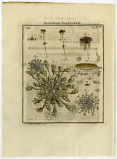 3 Antique Prints-STENTOR-ANIMALCULES-HYDRA-POLYP-94/96-Rosel van Rosenhof-1765