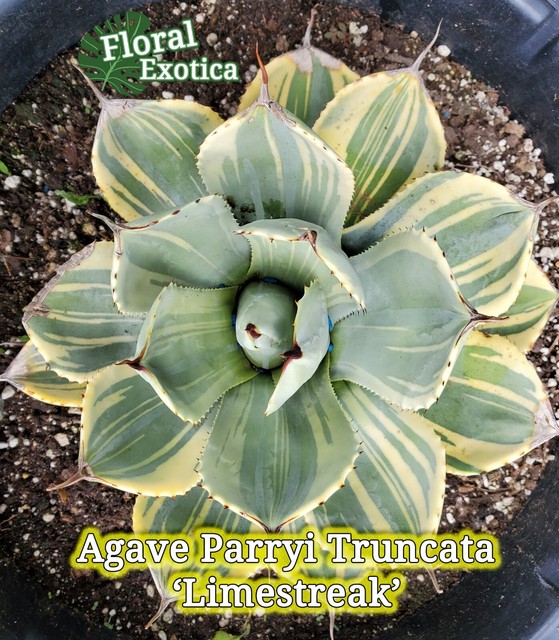 Agave parryi ssp. 'Wakefield' 38 SEINet Portal Network - Agave parryi