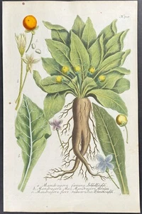 Weinmann - Mandrágora. Grabado mezzotint 708 - 1737 - Imagen 1 de 1