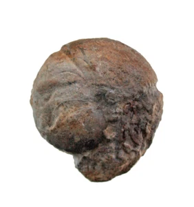 Devon  Mimimitoceras liratum   Seltener Goniatit  Herdringen  Sauerland  5410 - Bild 1 von 2