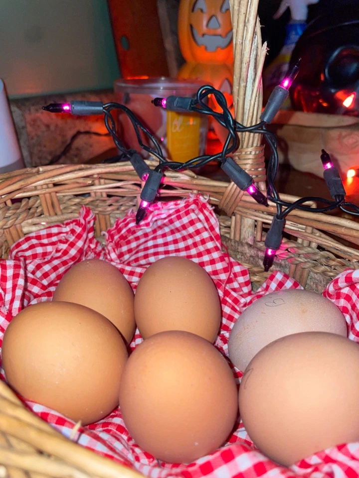 Half dozen hatching eggs. Barnyard Mix (leghorn mix) - Image 1 of 1