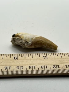 BASILOSAURUS ZAHN FOSSIL Spätes Eozän 40 Mi Jahre alt Artiodactyl 1,75" SC 225 - Bild 1 von 5