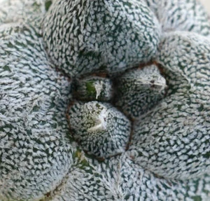 Astrophytum myrisotigma cv "KIKKO JESTER HAT" - NO CINEREA CRESTED - Bild 1 von 5