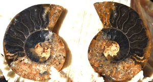 Large Black Ammonite Pair Deep Crystals 110myo Dino age Fossil 1.8" 46mm n2881 - Picture 1 of 3