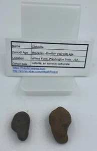 Washington State Coprolite Genuine Fossilized Feces Poop Dung CP13 - Picture 1 of 4