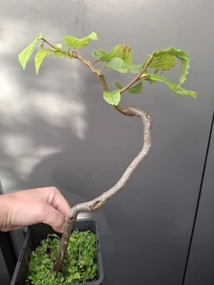 part trained shohin hornbeam bonsai tree - Image 1 of 4