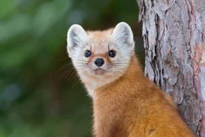 Pine Marten by Jim Cumming Wildlife Photography Giclee Print Ships Free - Picture 1 of 3