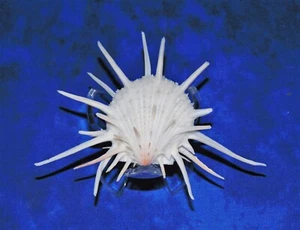 SMALL SPONDYLUS IMPERIALIS, SPINY OYSTER, SEA SHELL BEACH DECOR TROPICAL - Picture 1 of 3