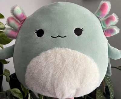 BNWT Axolotl Squishmallow Chasmen Squishmallow Axolotl Plush 12”|30cm - Image 1 of 3