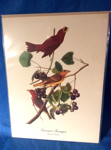 Audubon Bird Summer Tanager Print 9x12 Loc F - Imagen 1 de 5