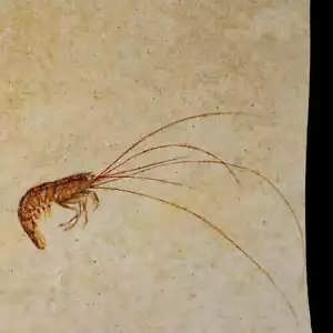 Gamberetti fossili Antrimpos 4,7" età giurassica superiore Solnhofen FM Germania supporto certificato di autenticità - Foto 1 di 7