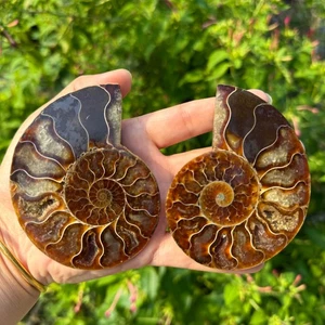 A pair Natural ammonite fossil conch Crystal specimen healing random 1pc - Picture 1 of 17