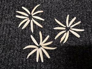 10 dientes de jabalí reales dientes de jabalí aprox. 4 - 7 cm! NUEVO y profesional - Imagen 1 de 6