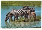 AK Afrikanische Wildtiere / Grant's Zebra mit Fohlen