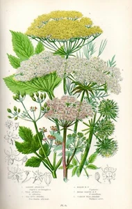 1899 Antiker Druck = KAISERLICHE ENGEL (94) Pflanzen Blumen CHROMOLITH by Pratt - Bild 1 von 1