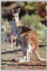 Postcard Red Kangaroo with Joey Baby Australia Post Pre-Stamped Series III 1981 - Picture 1 of 2