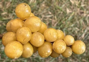 Early Vintage Italian Alabaster Stone Fruit Alabaster Yellow Grapes Fantastic - Picture 1 of 13