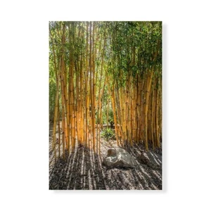 Impresión En Lienzo En Papel Póster O Cuadro Markoff Barbara Bamboo - Imagen 1 de 2
