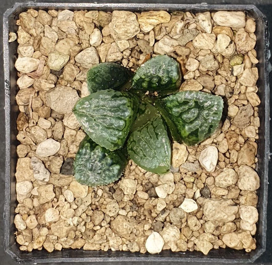 HW168	Haworthia 'MARILYN', Phyto available - Imagen 1 de 1