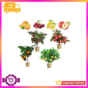 200+ Dwarf Bonsai Fruit Tree Seeds Mix – Apple, Cherry, Lemon, Orange – Organic - Picture 1 of 2
