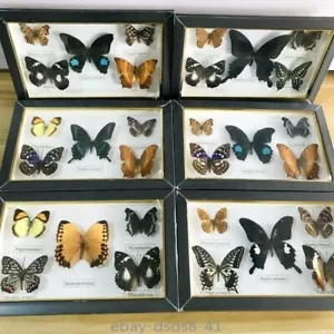 Hübsches Schmetterling Exemplar Bilderrahmen Kunstwerk Wohndeko Unterricht Sammlung - Bild 1 von 11