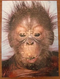 Pieces of Nature - Uh, Oh Orangutan - 100 Piece Puzzle - Planet Zoo - Picture 1 of 8