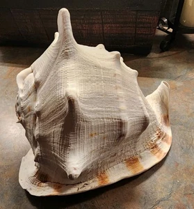 GROß 12”x8.5”x8” HORNED King Helm CONCH SHELL Blashorn groß schön - Bild 1 von 19