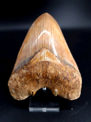 XXL 14,24cm Megalodon tooth Zahn Museumsqualität Dinosaurier Dino Hai - Bild 1 von 4