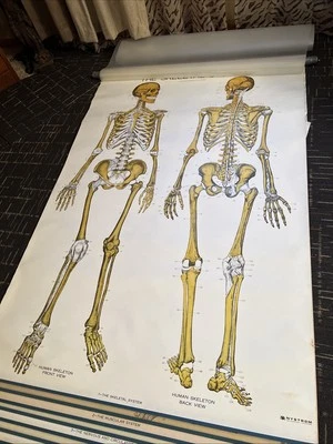 Gráficos desmontables anatómicos vintage ~ nystrom/frosos 11 imágenes... Foto 1 de 4