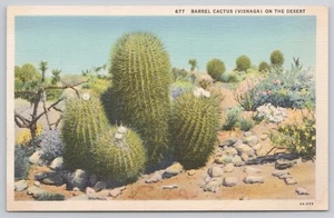 Barrel Cactus Visnaga Desert Scene Southwest United States Linen Postcard - Picture 1 of 2