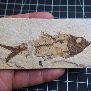 107mm Fish Knightia alta Fossils Wyoming dino 1012 - Picture 1 of 5