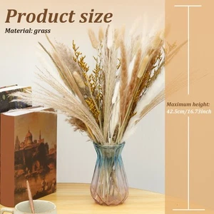Dried Pompas Grass Harmonious Color Pampas Grass Decor Easy to Maintain qiOPq - Picture 1 of 11