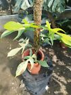 Philodendron Flobe Abwechslungsreich B Echtbild Kostenloser Pflanzenschutz Versand DHL Express