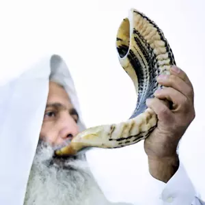 Kosher Ram Shofar Horn from Israel Traditional Half Polished Ram Shofar, Holy La - Picture 1 of 12