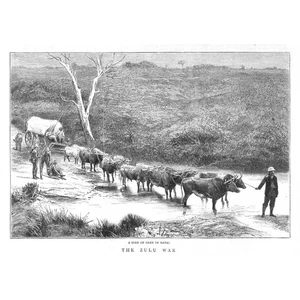 ZULU WAR A Span of Oxen in Natal - Antique Print 1879 - Picture 1 of 1