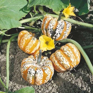 10 SEMILLAS DE CALABAZA FESTIVAL - Imagen 1 de 1
