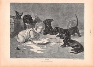 Triumph - Adalbert Roeseler - 1908 - incisione storica bassotto cane ~21x30cm - Foto 1 di 1