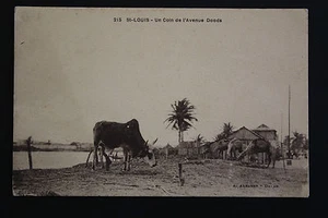 Carte postale ancienne animée ST-LOUIS-DU-SENEGAL - Un coin de l'Avenue Ddoods - Foto 1 di 1